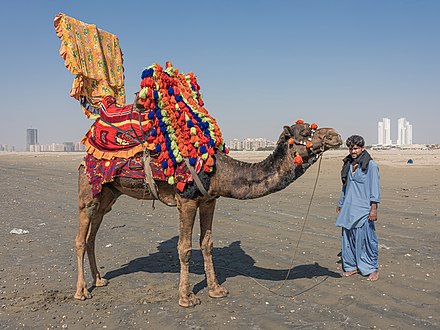 Man with camel at Clifton Beach