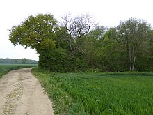 Packway Wood, Flixton 3.jpg