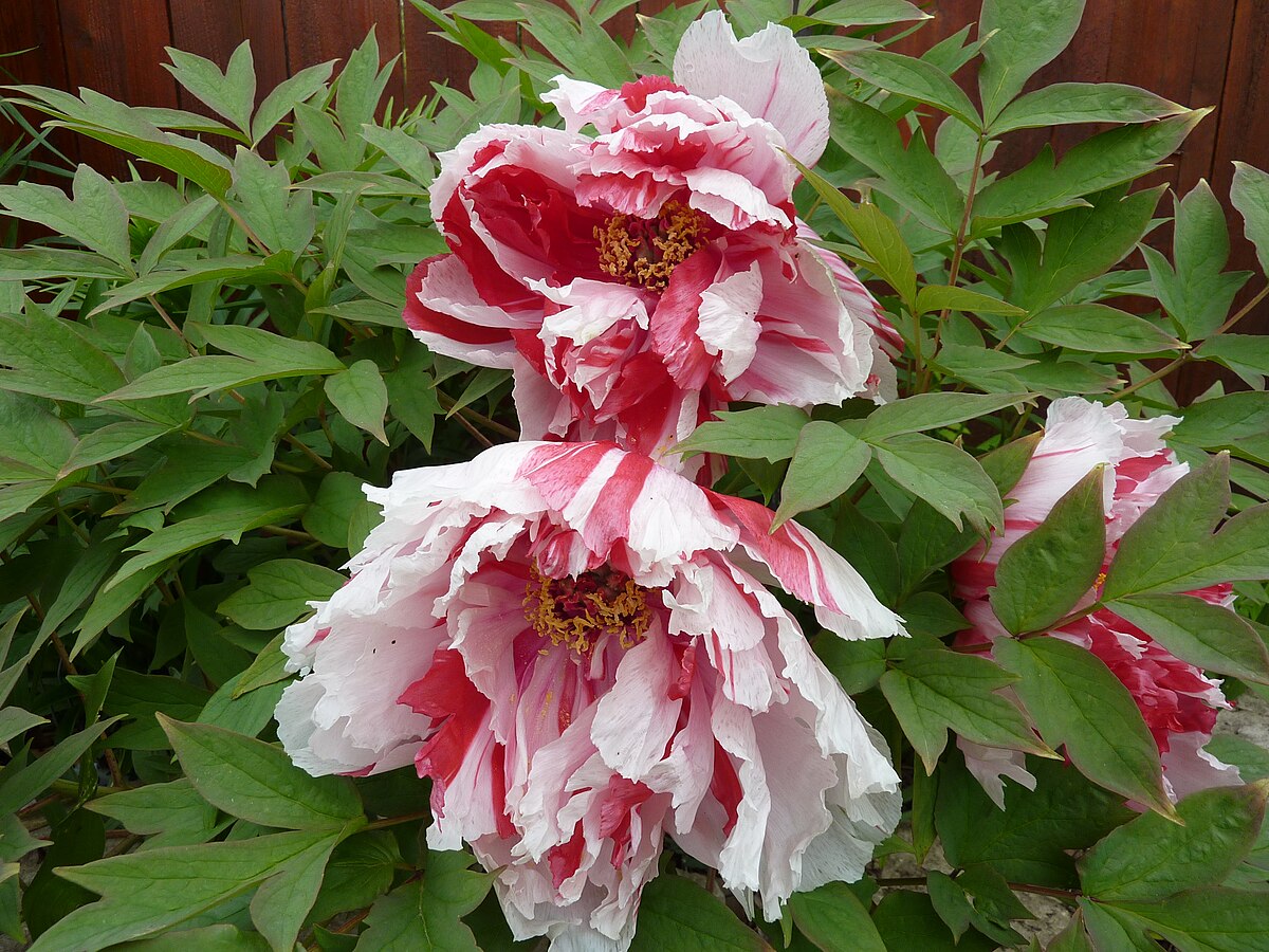 Paeonia suffruticosa 'Shimanishiki'