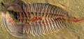 Palaeolenus lantenoisi trilobite.png
