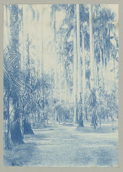 File:Palmentuin, Paramaribo (titel op object), NG-1994-65-2-7-3.jpg