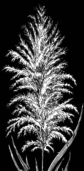 File:Pampas grass (PSF).png