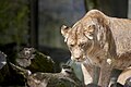 * Nomination: Lion (Panthera leo) --Аныл Озташ 12:42, 17 July 2023 (UTC) * * Review needed