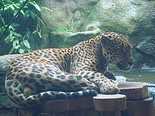 A captive jaguar in Vara Blanca, Heredia, Costa Rica Panthera onca. Jaguar. Costa Rica.JPG