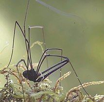 大きな鋏角を有するPantopsalis listeri