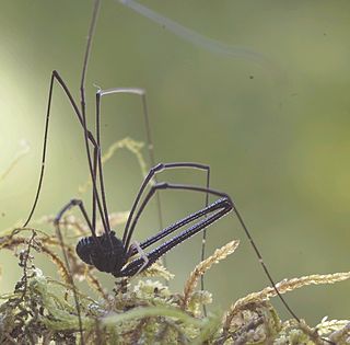 <span class="mw-page-title-main">Neopilionidae</span> Family of harvestmen/daddy longlegs