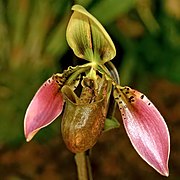 Paphiopedilum bullenianum