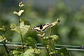 Papilio machaon Ellhofen 20070519.jpg
