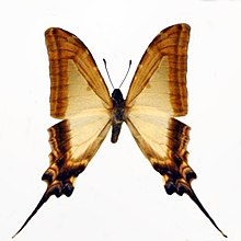 Papilionidae - Protographium leucaspis.JPG