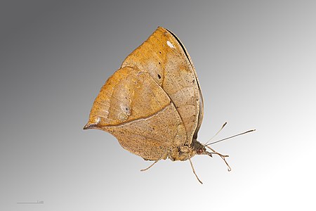 ♀ Kallima paralekta subdp. paralekta (Indian Leafwing)