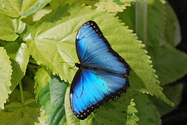 Papillon à identifier (Morpho sp.).