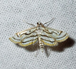 <i>Parapoynx badiusalis</i> Species of moth