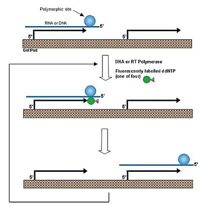 Figure 4. Single nucleotide extension reaction Parik3.jpeg