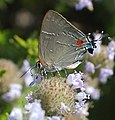 Parrhasius m-album (white M hairstreak). Adult, ventral view of wings.