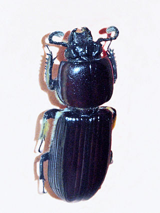 <i>Passalus</i> Genus of beetles