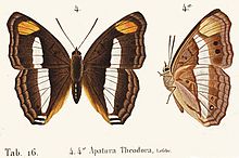 Original illustrations of a female Doxocopa pavon theodora by Hippolyte Lucas (1857) Pavon Emperor, Doxocopa pavon theodora (female, dorsal and ventral) - Lucas, Pierre Hippolyte (1857).jpg