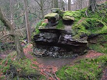 A view in the Lynn Glen.