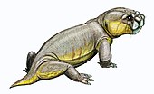 Pelanomodon PelanomodonDB16.jpg