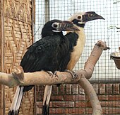 A male and female tarictic hornbill (Penelopides panini) Penelopides panini pair2.jpg