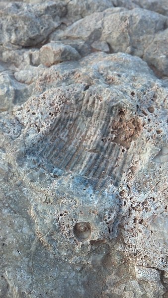 File:Pentamerid brachiopod and crinoid stem - panoramio.jpg