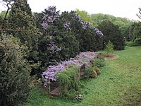 Blauweregen in een pergola en taxus