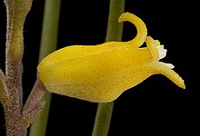 Persoonia teretifolia - Flickr - Кевин Тиле.jpg