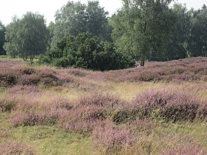 Heathland and burial mounds in the nature reserve