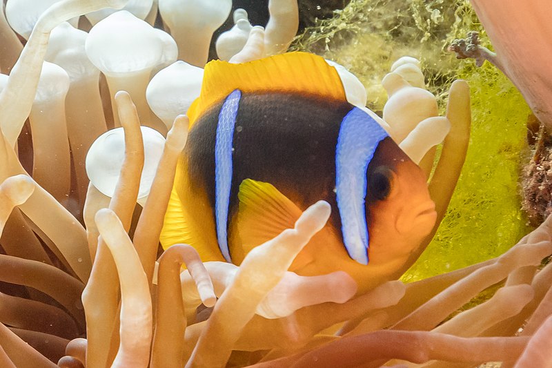 File:Pez payaso (Amphiprion bicinctus) entre una anémona magnífica (Heteractis magnifica) y una anémona burbuja (Entacmaea quadricolor), parque nacional Ras Muhammad, Egipto, 2022-03-27, DD 34.jpg