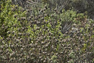 <i>Phacelia egena</i> Species of flowering plant