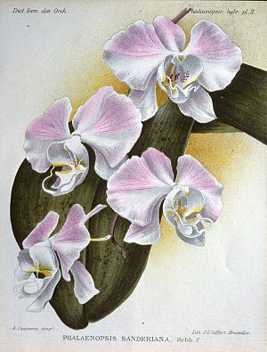 Phalaenopsis sanderiana, illustration