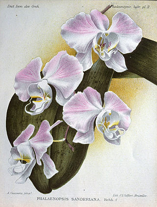 <i>Phalaenopsis sanderiana</i> Species of orchid