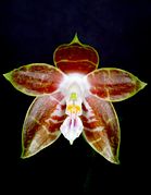 Phalaenopsis venosa