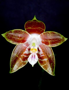 Description de l'image Phalaenopsis venosa Orchi 983.jpg.