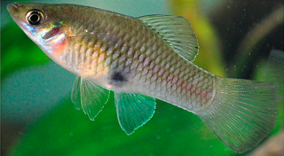 <i>Phallichthys amates</i> Species of fish