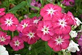 Phlox from Lalbagh Garden, Bangalore, INDIA during the Annual flower show in August 2011.