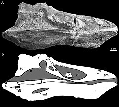 Photograph and line drawing of the skull of Miomancalla howardi compared with the skull of Pinguinus impennis cropped.jpg