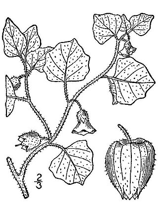 <i>Physalis hederifolia</i> Species of fruit and plant