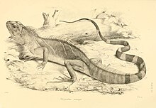 Illustration from 1864 Physignathus Reptiles of British India.jpg