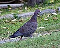 Picazuro Pigeon (Patagioenas picazuro).jpg