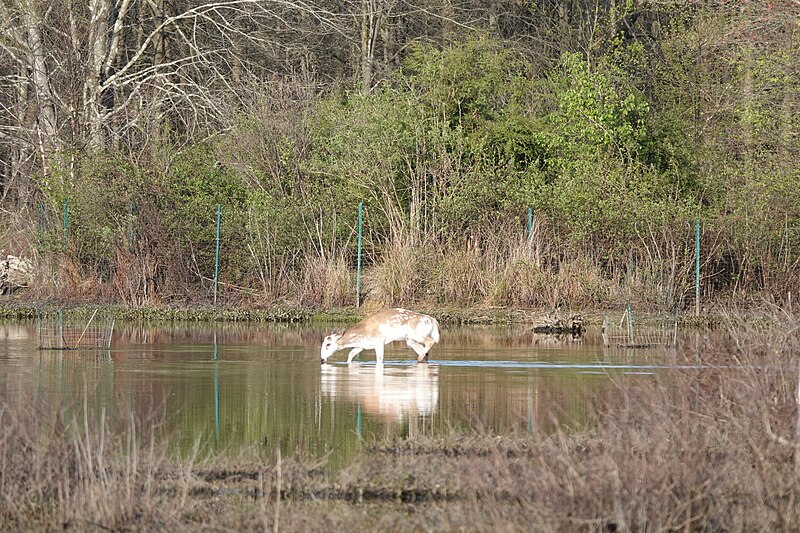 File:Piebald White-tailed Deer April 2022.jpg