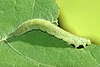 Pieris.rapae.caterpillar.jpg