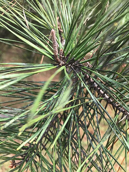 File:Pinus glabra 6039064.jpg