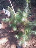 Miniatura para Pinus rzedowskii