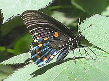 Pipevineswallowtail.jpg