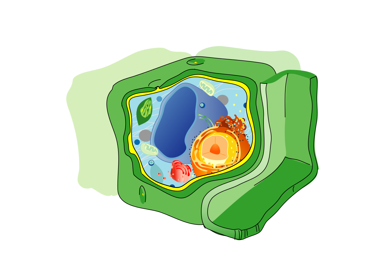 File:Plant cell structure no text-2.svg - Wikimedia Commons