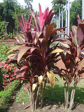 Red ti plants in Réunion