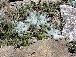 Plantago nivalis. 
 JPG