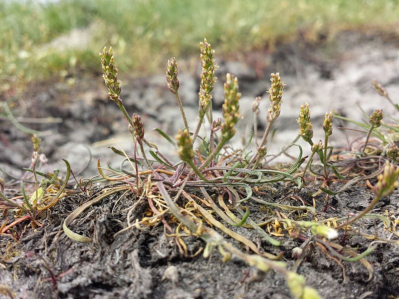 File:Plantago tenuiflora sl8.jpg