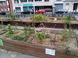 Pflanzenzucht am Beginn des Boulevard, Place Sans–Nom