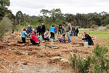 Stakeholders implementing sustainability by planting trees in an area of deforestation. This is important to the stakeholder label due to the fact that stakeholders are individuals or groups who are affected by or have an interest in ecosystem management decisions and actions. Planting trees.jpg